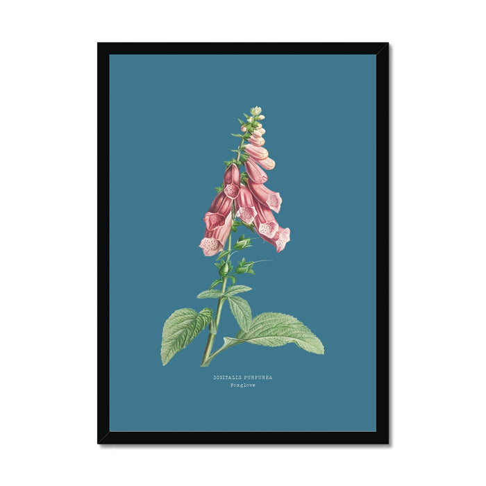 Framed botanical print of pink flowers on a blue background