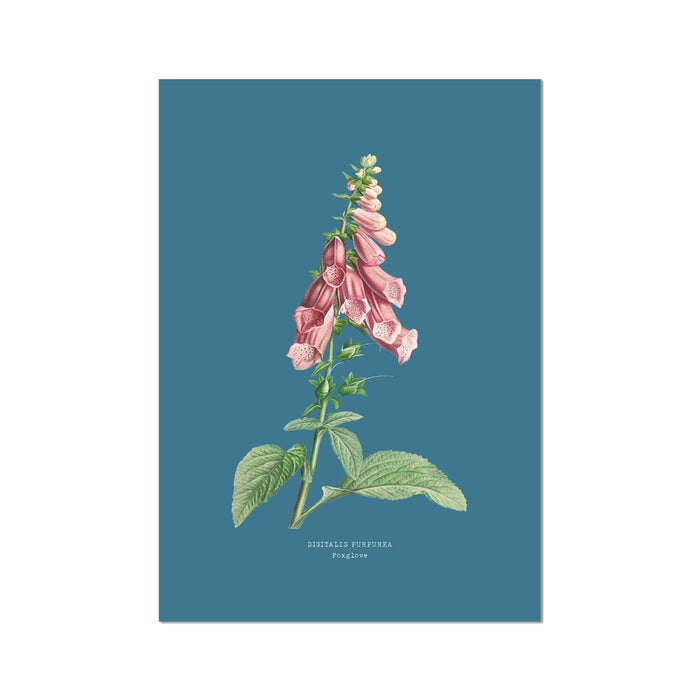 Vintage flower print of foxglove - Illustration of pink flowers on a blue background