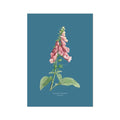 Vintage flower print of foxglove - Illustration of pink flowers on a blue background
