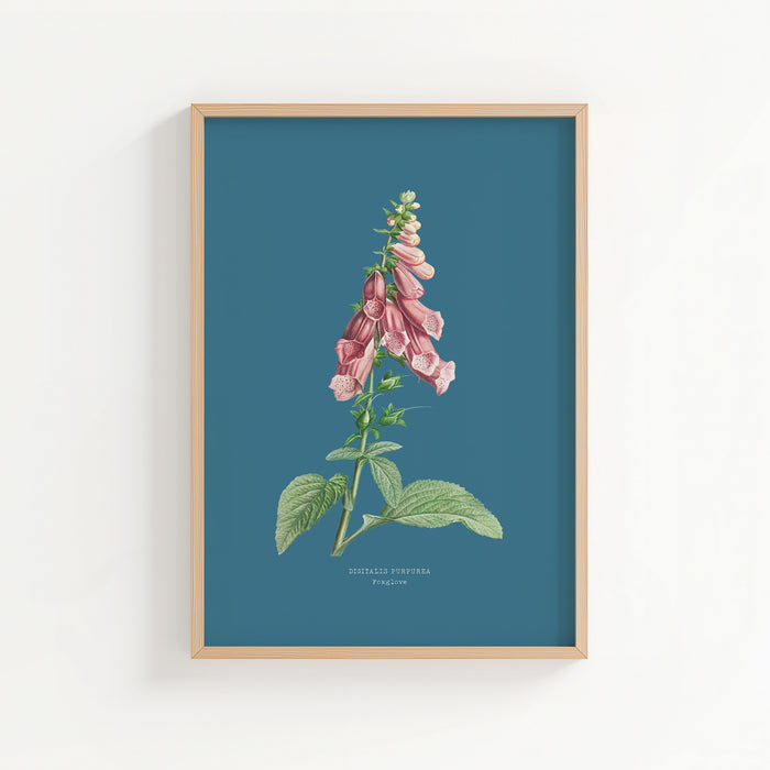 framed vintage flower print of foxglove on blue background.