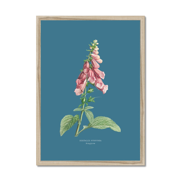 Framed botanical print of pink flowers on a blue background