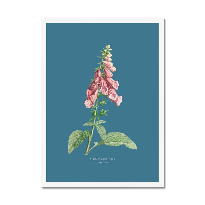 Framed botanical illustration of pink flowers on a blue background