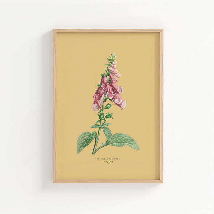 Framed botanical print of pink foxglove flowers on a yellow background
