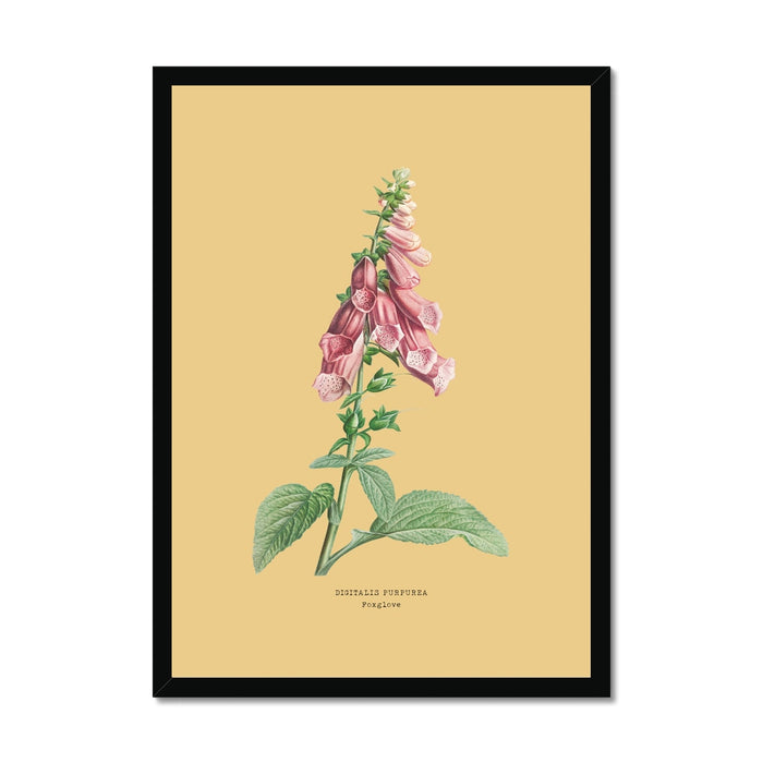 Framed botanical print of pink foxglove flowers on a beige background