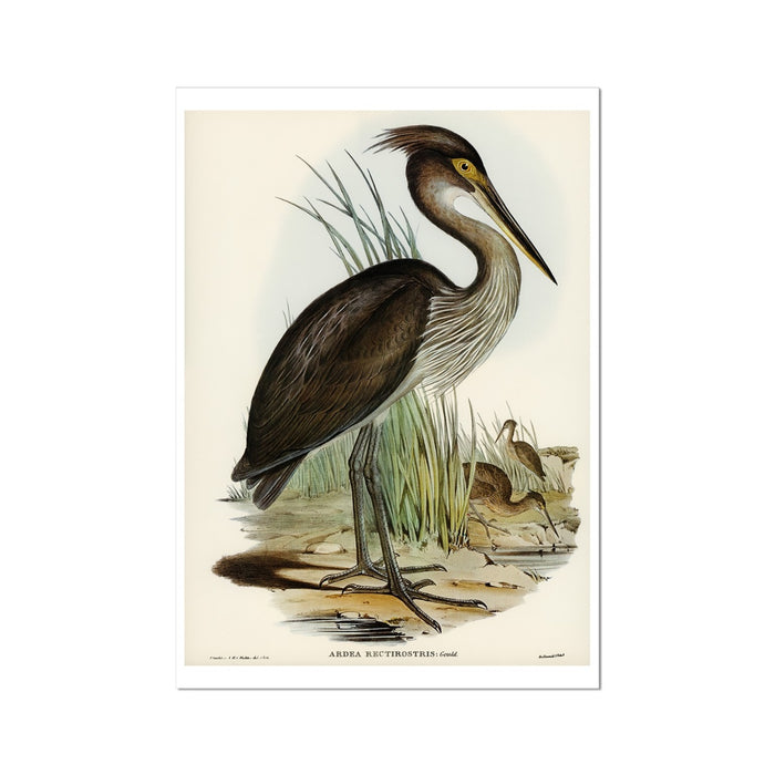 A vintage bird art print of a Great Billed Heron standing in a wetland setting.
