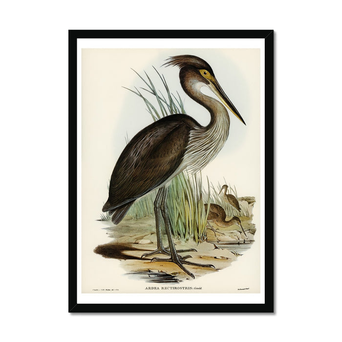 A framed vintage art print of a great billed heron standing among grasses.