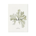 A framed art print of green seaweed on a white background, with the label 'Sea Oak' at the bottom.