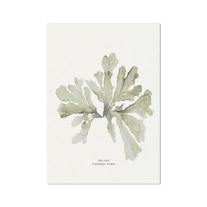 A framed art print of green seaweed on a white background, with the label 'Sea Oak' at the bottom.