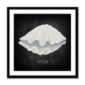 Framed artwork of a fluted clam shell on a black background