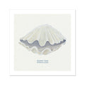 A hand-painted art print of a Fluted Giant Clam shell with a natural white and neutral background, titled 'Fluted Clam' at the bottom.