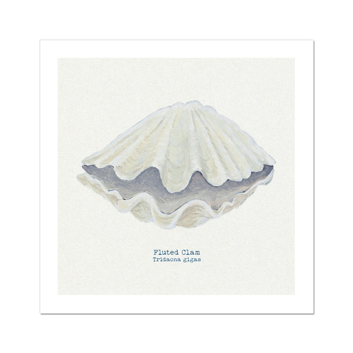 A hand-painted art print of a Fluted Giant Clam shell with a natural white and neutral background, titled 'Fluted Clam' at the bottom.
