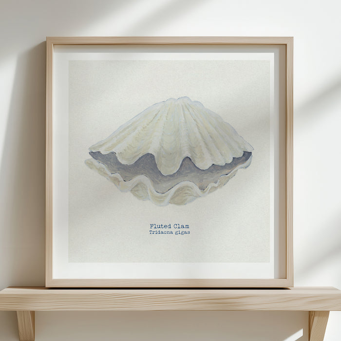 Clam shell art print with a natural white and neutral background, titled 'Fluted Clam' at the bottom.