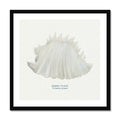 Framed art print of a hand-painted Queen Conch shell with a natural white background.