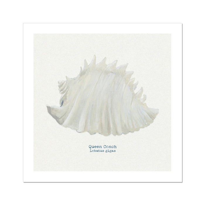 A hand-painted art print of a Queen Conch shell with a natural white background, featuring the title 'Queen Conch' at the bottom.