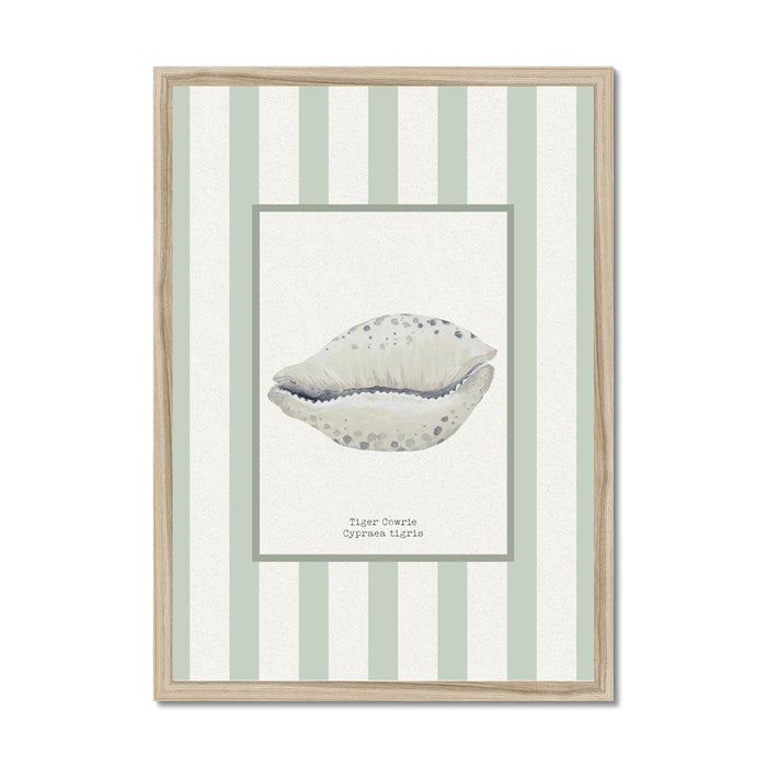 Cowrie shell art print with green stripe background.