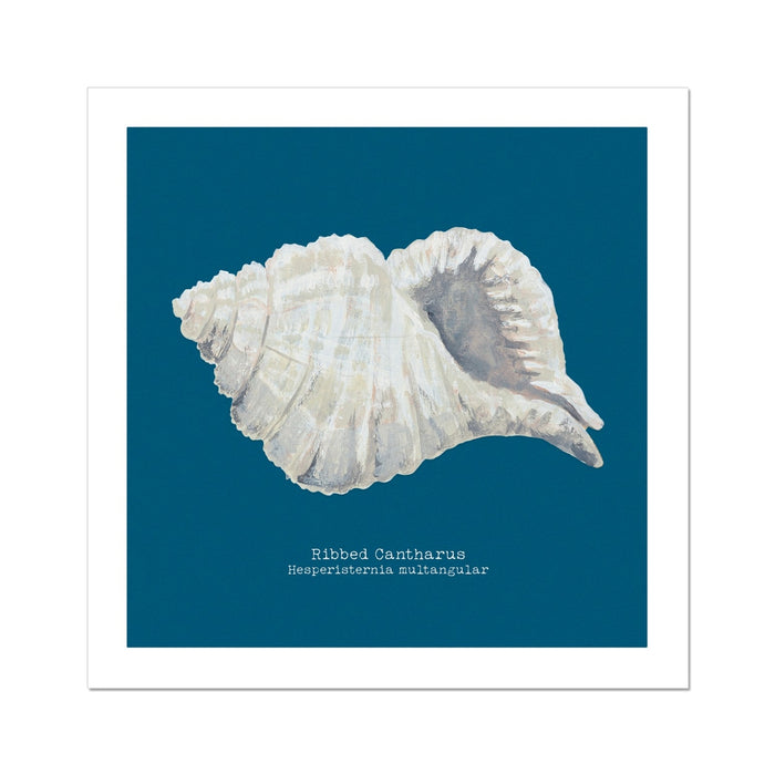 A hand-painted ribbed shell art print against a marine blue background, with the name 'Ribbed Cantharus' written at the bottom.