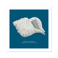 A hand-painted ribbed shell art print against a marine blue background, with the name 'Ribbed Cantharus' written at the bottom.