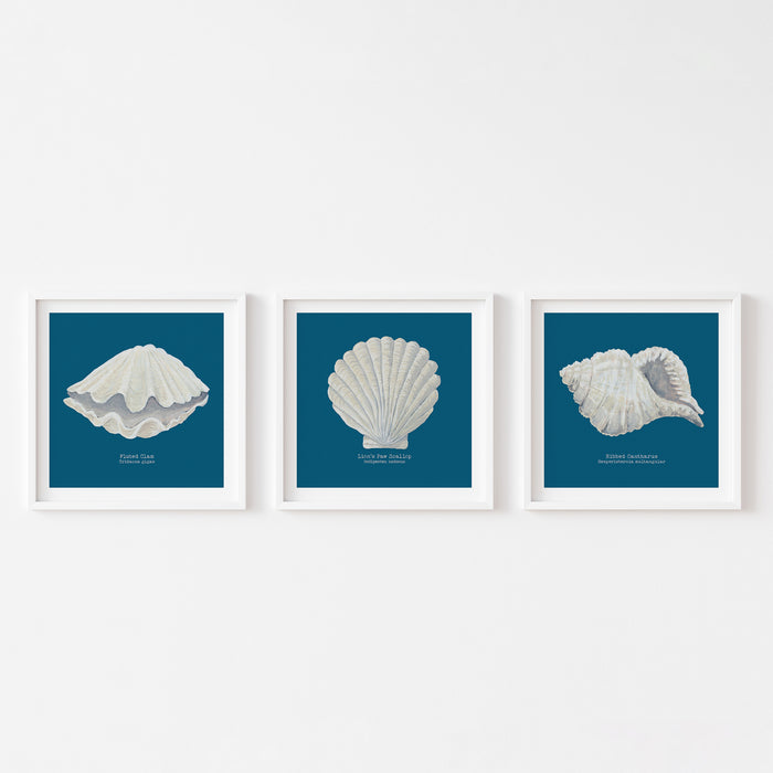 A set of thee shell art prints on blue backgrounds on white wall.