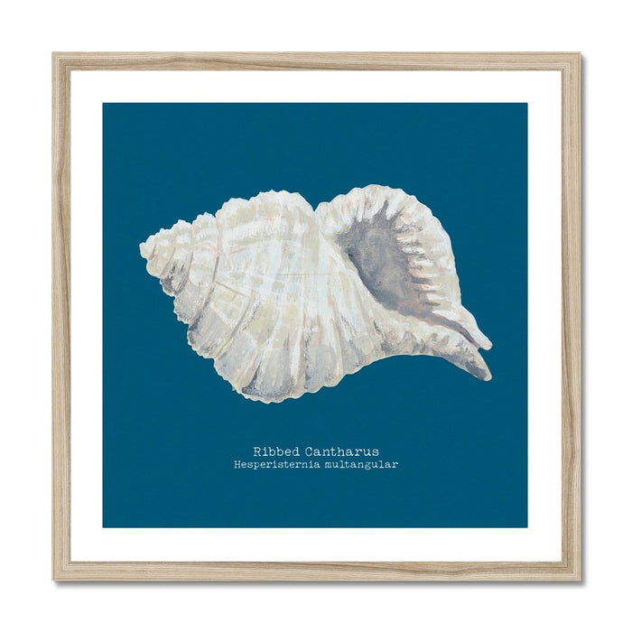 A framed art print of a hand-painted ribbed shell against a marine blue background, with the name 'Ribbed Cantharus' written at the bottom.