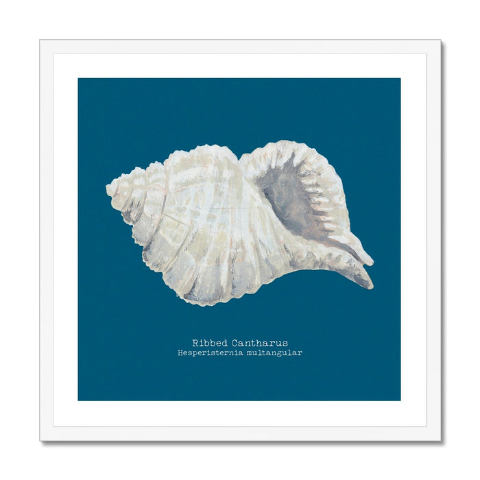 A framed art print of a hand-painted ribbed shell against a marine blue background, with the name 'Ribbed Cantharus' written at the bottom.
