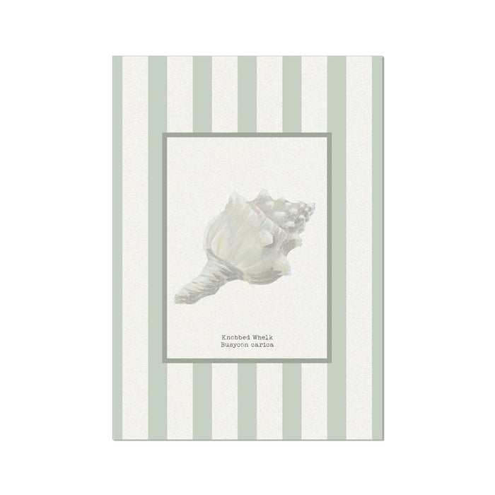 White conch shell on a white background with a green and white striped border