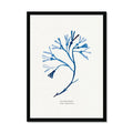 Bladder Wrack seaweed art print - indigo blue watercolour painting of British marine botanical framed with a black frame.