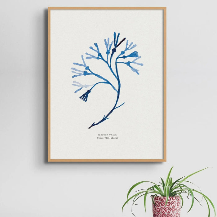 Blue Seaweed Art Print of bladder wrack framed on a wall in a natural wood frame.