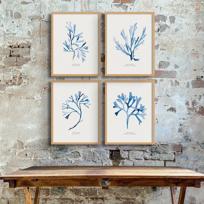 A set of four seaweed pictures framed on a wall above a console table.