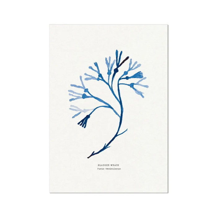Bladder Wrack seaweed art print - indigo blue watercolour painting of British marine botanical.
