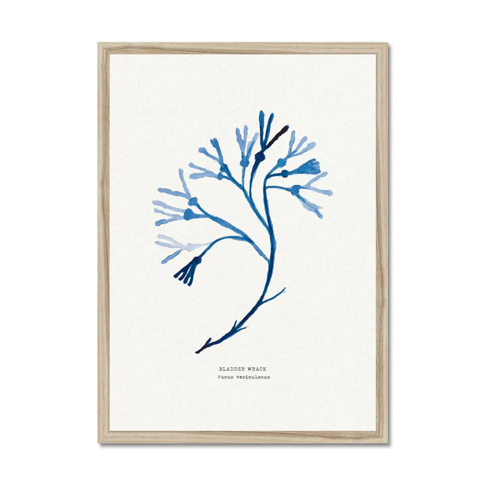 Bladder Wrack seaweed art print - indigo blue watercolour painting of British marine botanical framed with natural frame.