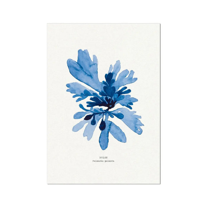 A framed watercolour print of blue seaweed on a white background, with the label 'Dulse' at the bottom.