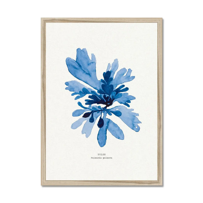 Dulse Seaweed Art Print – Blue Watercolour Coastal Wall Art framed in natural wood frame.