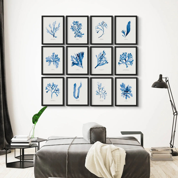 Indigo Seaweed Print Wall Art (Guiry's Bladder Wrack) - Framed - Beach House Art