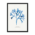 Indigo Seaweed Print Wall Art (Rosy Fan Weed) - Framed - Beach House Art