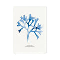 Rosy Fan Weed seaweed art print on museum quality paper.