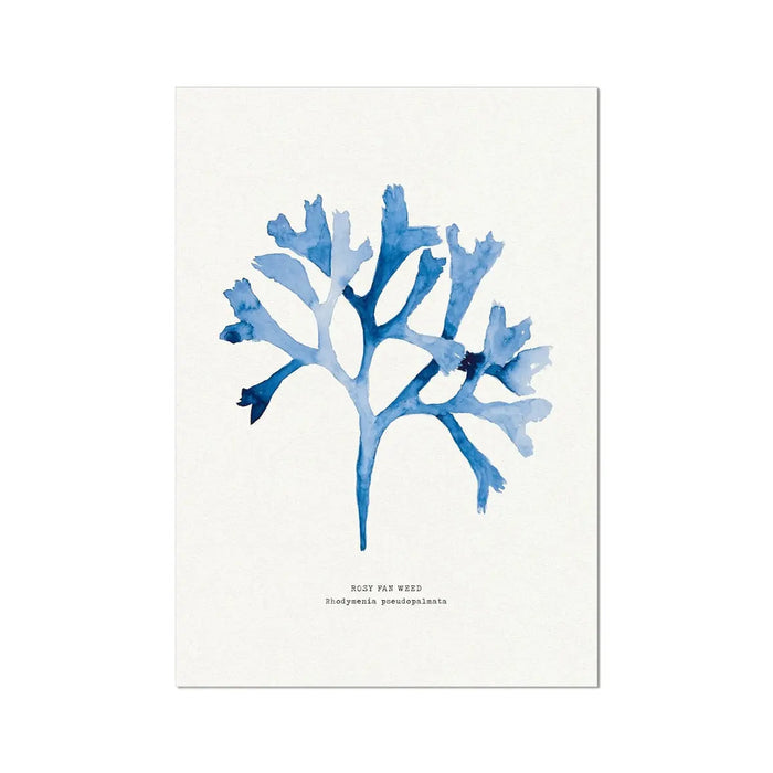 Rosy Fan Weed seaweed art print on museum quality paper.