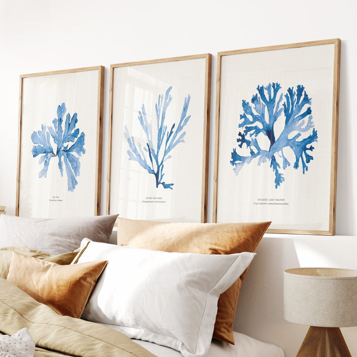 Indigo Seaweed Art Print | Sea Oak | Botanical Wall Art - Framed