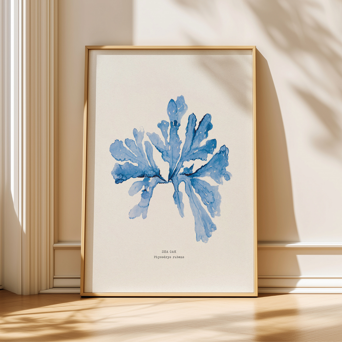 Blue seaweed art print - sea oak seaweed painting on wooden sideboard - botanical painting in living room