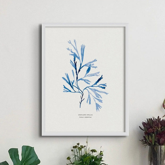 Serrated wrack seaweed art print on a white background, with the label 'Serrated Wrack' at the bottom. THe seaweed art print is above side table.