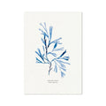 Indigo Seaweed Print Wall Art (Serrated Wrack) - Unframed - Beach House Art