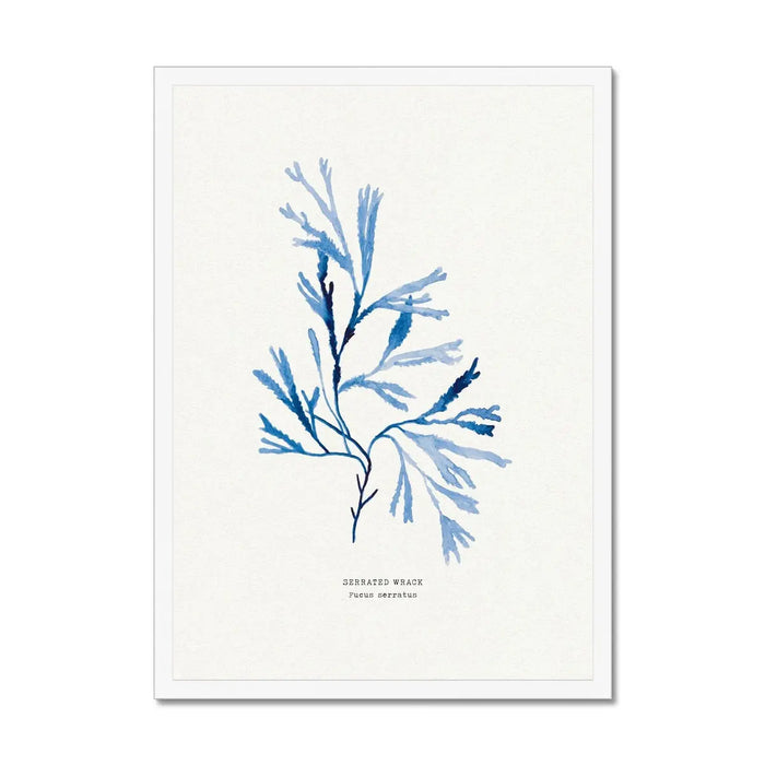 Seaweed Print - A framed art print featuring a blue and white watercolour illustration of serrated seaweed fronds on a white background, with the label 'Serrated Wrack' at the bottom.