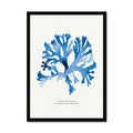 Indigo Seaweed Print Wall Art (Stalked Leaf Bearer) - Framed - Beach House Art