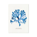 Indigo Seaweed Print Wall Art (Stalked Leaf Bearer) - Unframed Watercolour seaweed painting in blue - Beach House Art