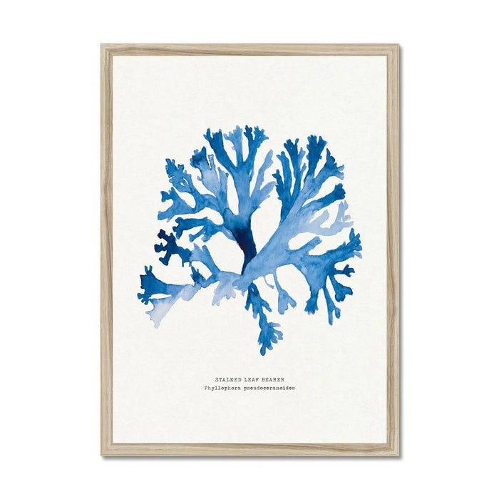 Indigo Seaweed Print Wall Art (Stalked Leaf Bearer) - Framed - Beach House Art