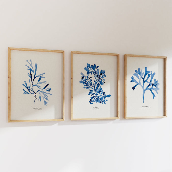 A set of three seaweed art prints in natural wood frames, an indigo watercolour coastal botanical print.