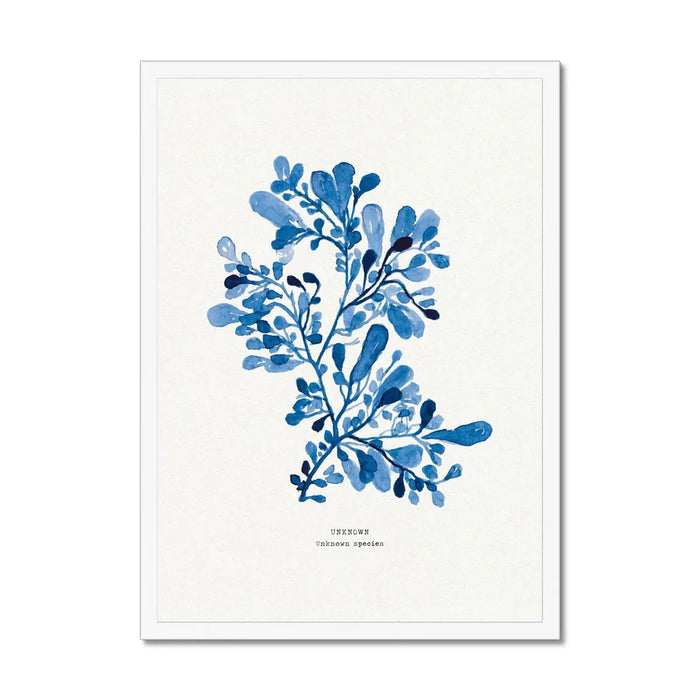 Framed blue seaweed picture in natural wood frame, indigo watercolour coastal botanical print.