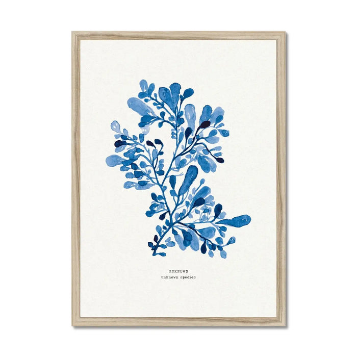 Blue seaweed art print featuring a detailed indigo watercolour seaweed painting with rounded fronds.