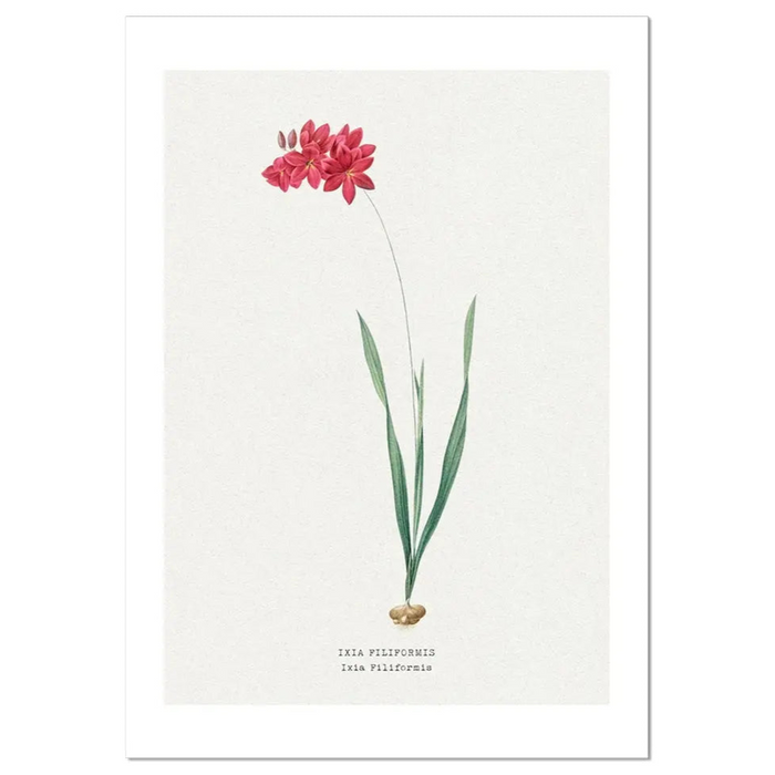 Ixia Filiformis | Vintage Flower Print | Botanical Art - Framed