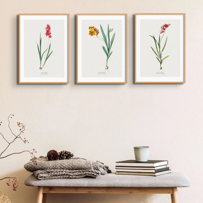 Ixia Hyalina Flower Painting | Vintage Flower Print | Botanical Art - Framed Floral Art
