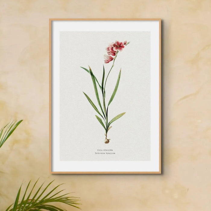 Ixia Hyalina Flower Painting | Vintage Flower Print | Botanical Art - Framed Floral Art